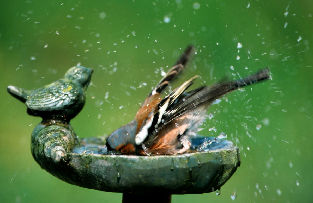 Don't forget to leave water out for the birds &amp; the bees in the hot weather! 🌞 buff.ly/3n1Tav1