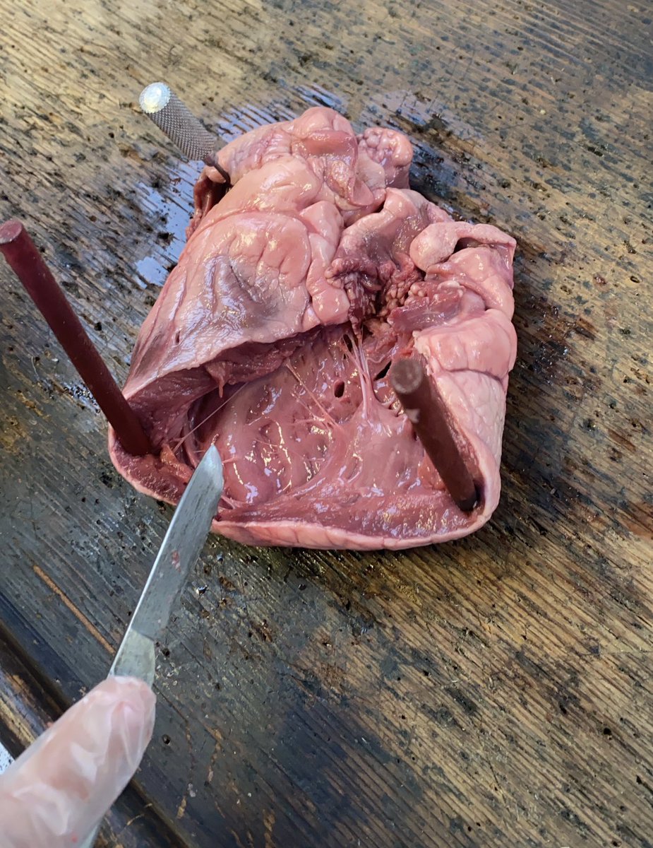 BvgaScience's tweet photo. Y12 biology students checking out the gross anatomy of the ❤️ https://t.co/RxoJVbDZec