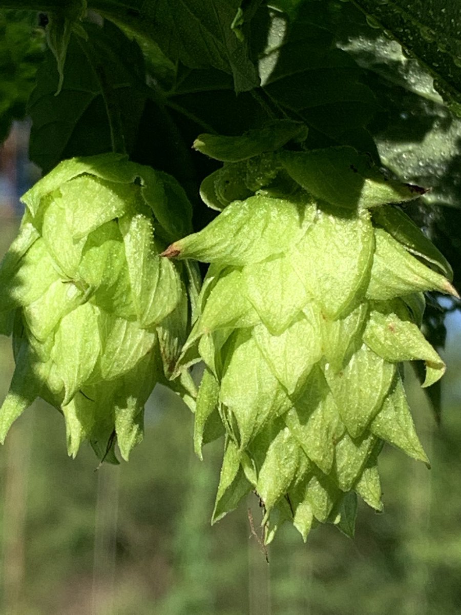 FarmBoyFarms's tweet image. Soaking in the sunshine!