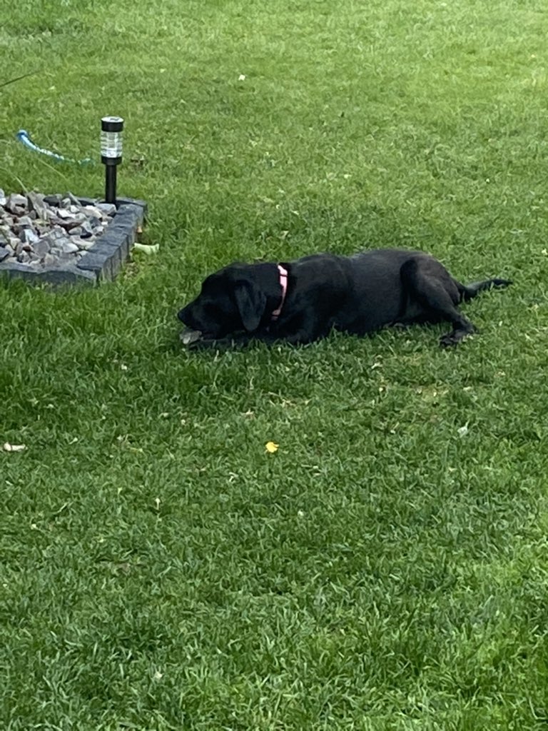 HoppyRob's tweet image. A dogs life, Piper Hopkins enjoying the day!!! @