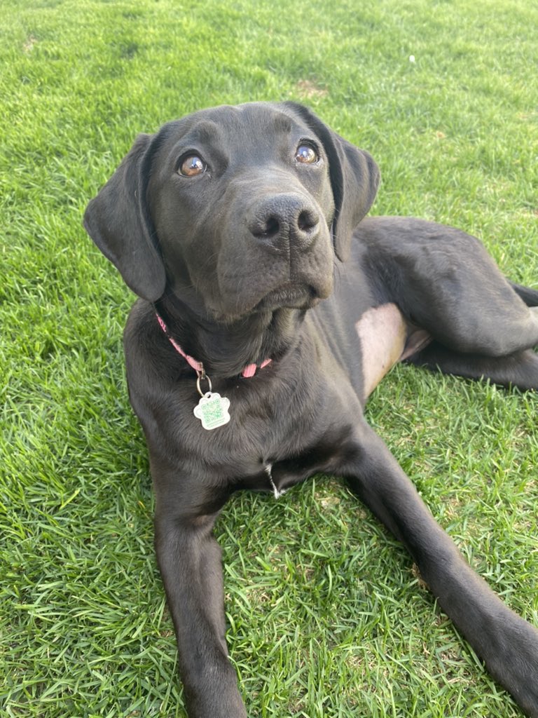 HoppyRob's tweet image. A dogs life, Piper Hopkins enjoying the day!!! @