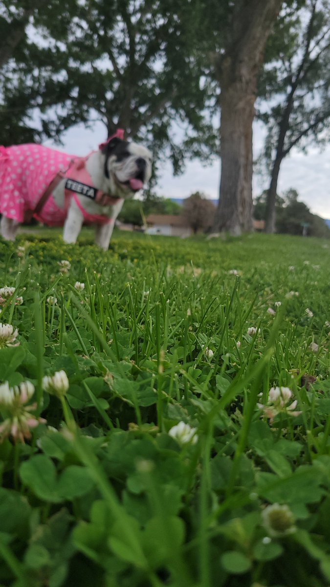 Summer solstice cutie right here 👇

#DogsofTwittter #solstice