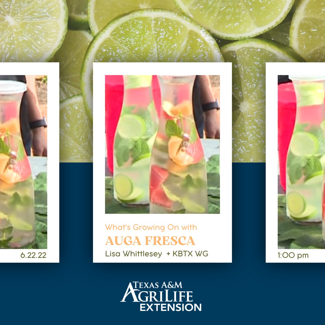 Do you want some new ways to stay hydrated during these hot summer months? ☀

Join us tomorrow, Wednesday, June 22, 2022 at 1:00 pm CST on the Aggie Horticulture Facebook Page to find out "What's Growing On" with Auga Fresca 🍉