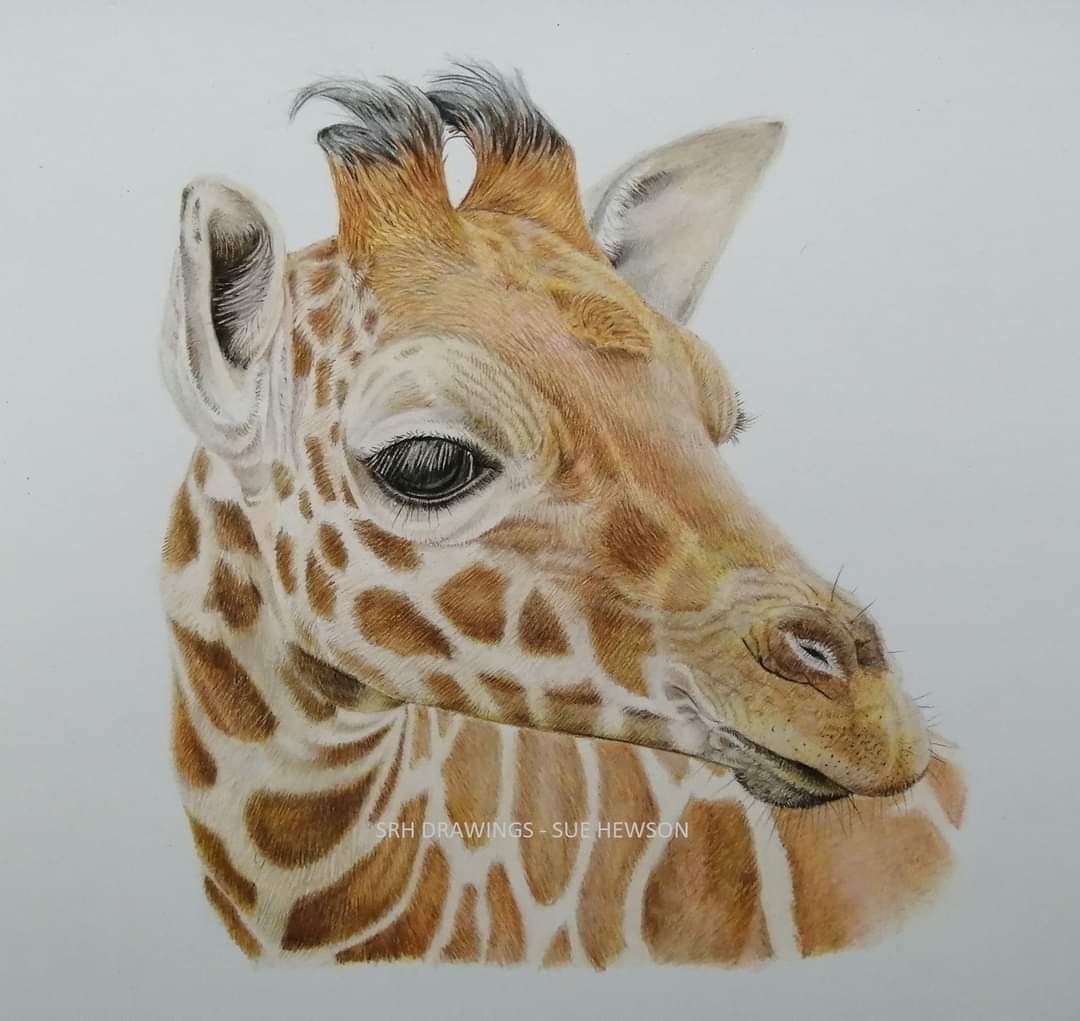 World giraffe day 🦒

Original artwork sold. 

#worldgiraffeday2022 #giraffes #pencilart #art