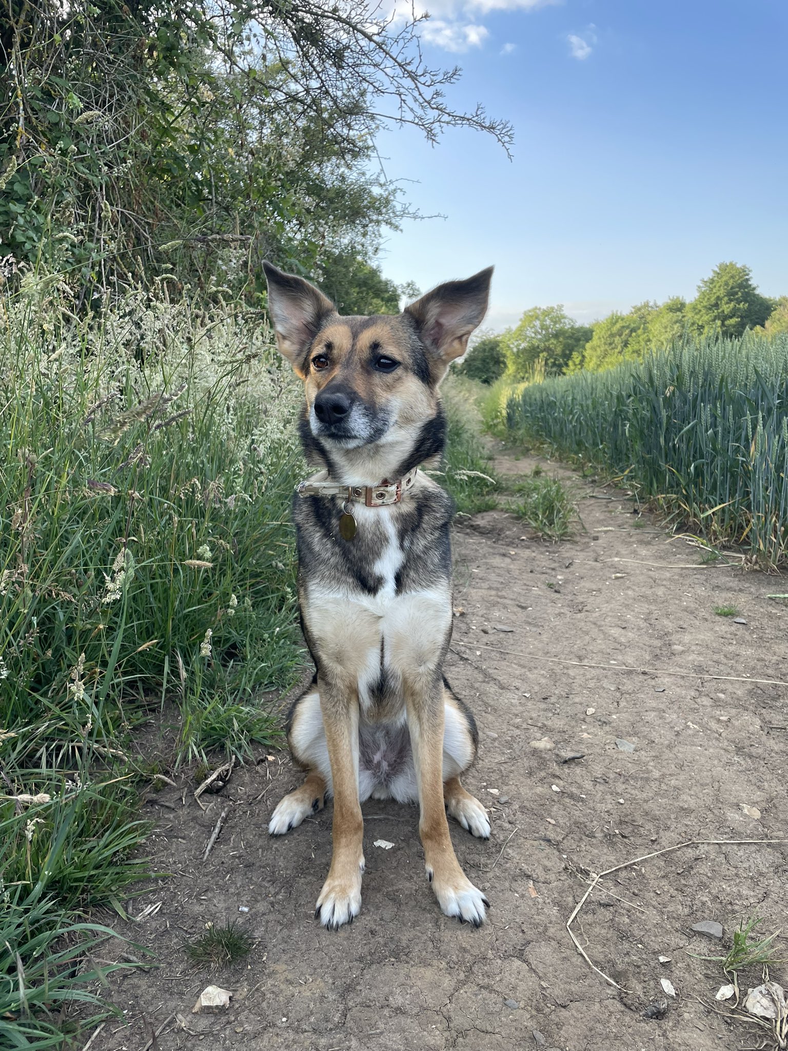 Super mutt dog sales