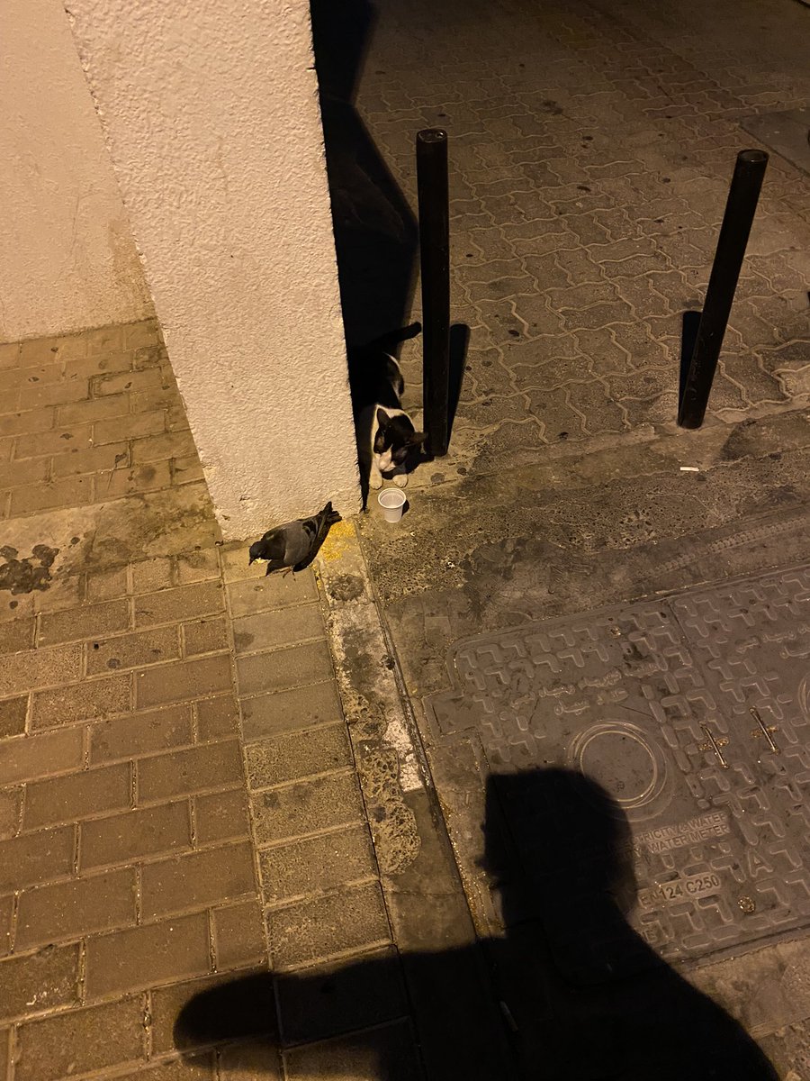 muddassir89's tweet photo. If a cat &amp; pigeon can find a way to survive then y can’t humans be!!! #ReligiousFreedom #break #nepotism #community https://t.co/JvrWPgKzkt