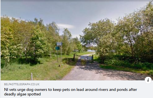 AnimalPartyIE's tweet photo. NI vets urge dog owners to keep pets on lead around rivers and ponds after deadly algae spotted
Deadly algae spotted in open water in #Craigavon, #Carrickfergus and #Conlig
https://t.co/iaiEQ388qA https://t.co/02gheI5mlD