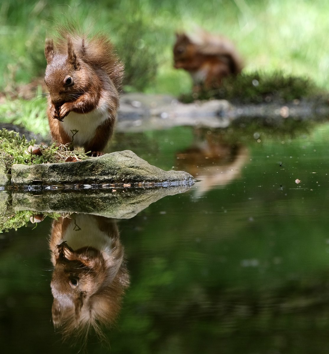 Small selection of red squirrels with <a href="/goingdigital/">Going Digital</a> <a href="/YorksGoing/">Going Digital Yorks</a>