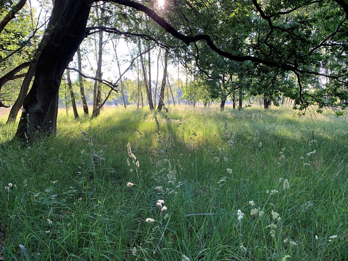 Morgenstimmung im Naturschutzgebiet Boberger Niederung. In so einem Moment ist alles gut! 🌞 
2 Kilometer entfernt soll #Oberbillwerder die Natur zerstören. #Bergedorf #Hamburg