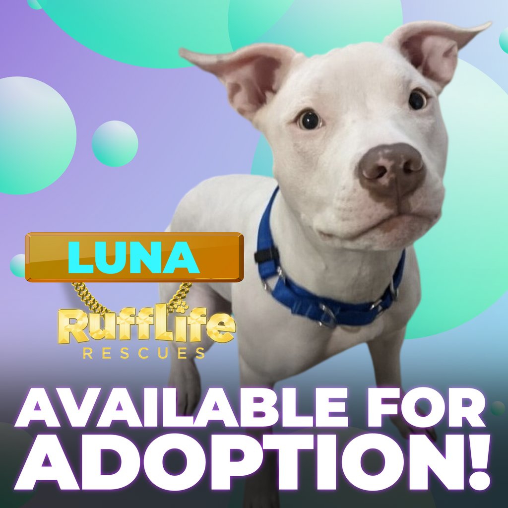 RuffLife Rescues. tweet media