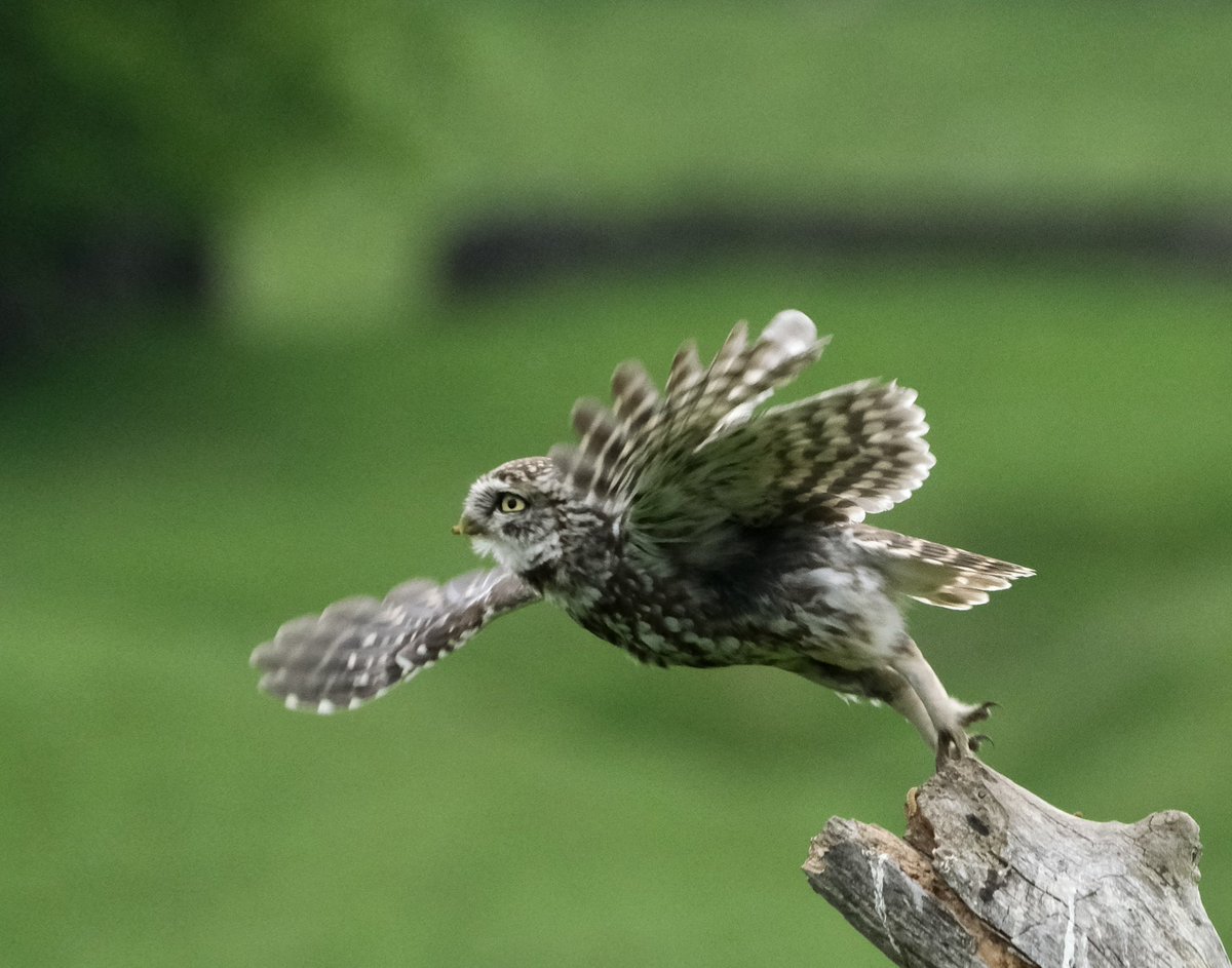 Small selection of little owls with <a href="/goingdigital/">Going Digital</a> <a href="/YorksGoing/">Going Digital Yorks</a>