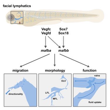 Pdiiiiii's tweet photo. Another story on regulation of LEC migration from the @LymphaticsLab! This time with two paralogs, mafba and mafbb, topographically required for development of facial and trunk lymphatic beds. Congratulations to Hannah and all involved!!🎊🎊 https://t.co/orKAKE4hFq