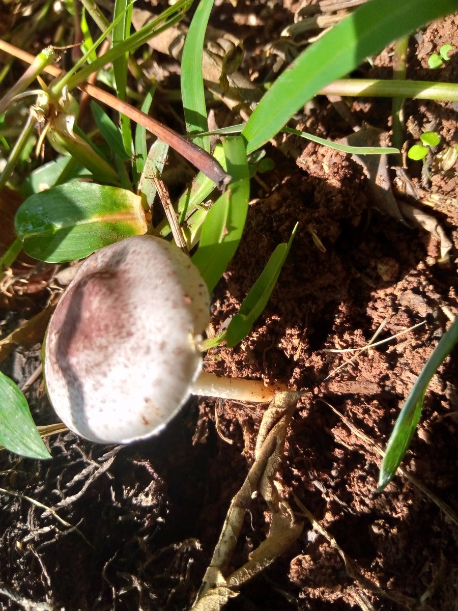 DeborahWendiro's tweet photo. Did you know you can grow them? Coming soon is the how to grow them within your banana plantation!  Talk of hitting two birds with one stone and earning double double! https://t.co/b42V7OPzpl