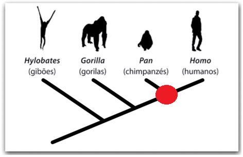 Se o homem evoluiu do macaco, por que ainda existem macacos?