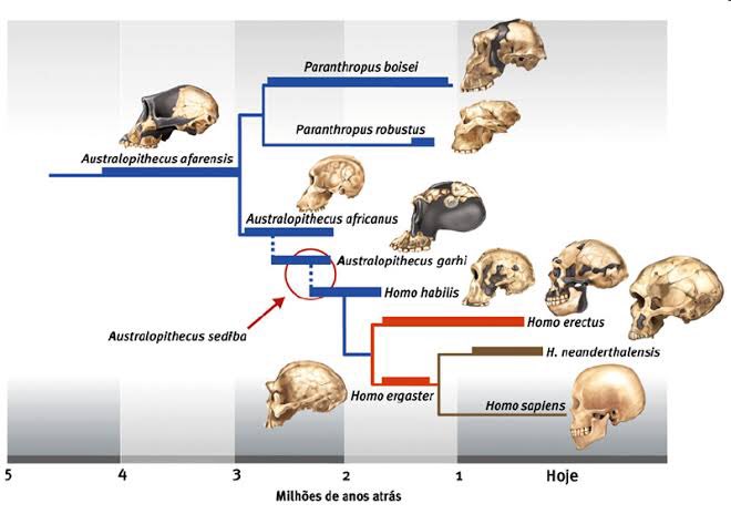 Se o humano evoluiu do macaco, por que ainda existem macacos? Eles