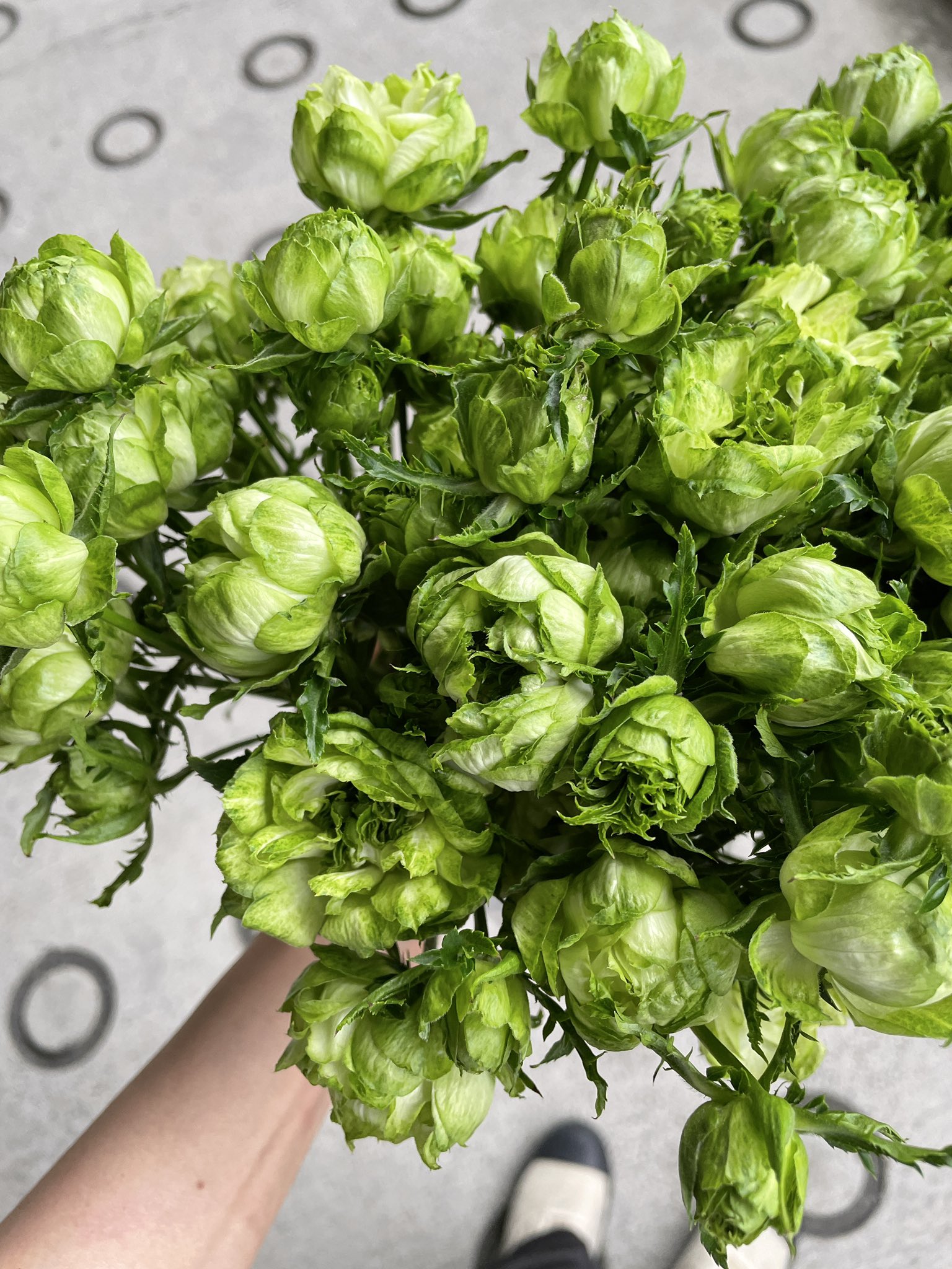 川越花屋 Konoha おはようございます 今朝の助手席は バラ オリエンタルエクレール ドライにしても可愛いや つです 川越戻ります T Co Hecpix0zpm Twitter