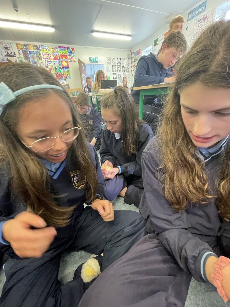 msomearasclass's tweet photo. Baby chicks 🐤 Thank you to Ms.Fitzpatrick for letting us visit them in her classroom a few weeks ago. They were super cute! @MilfordNS82 https://t.co/9cgde29sCH