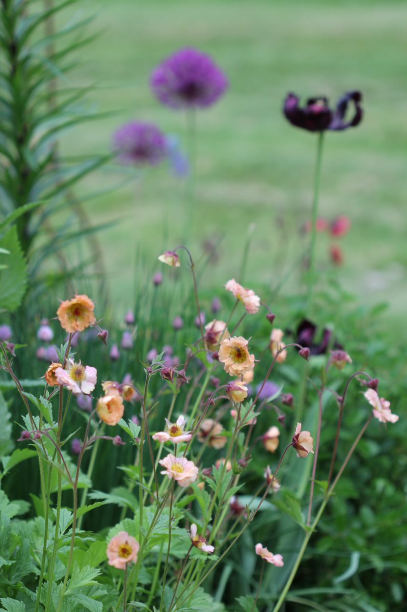jannibele's tweet photo. Some more #Geums…’Mai Tai’. #Avens https://t.co/BfQTMNBaJI