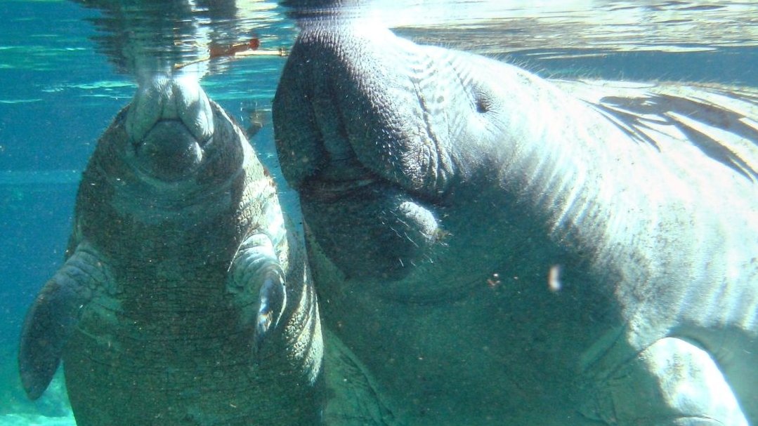 MirrorMoving's tweet photo. Great News for Manatees! The U.S. Fish and Wildlife Service committed to revising critical habitat for the Florida manatee by September 2024. The manatee’s critical habitat has not been updated since its original designation in 1976. Learn More: https://t.co/V43oyhciei #manatees https://t.co/5qQgENNDxw