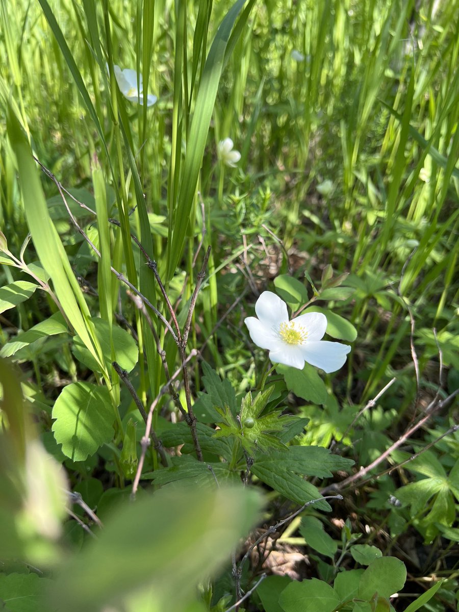 Learning from the land and expressing our gratitude for this place on National Indigenous Peoples Day and Summer Solstice. <a href="/mckenzie_lake/">McKenzie Lake School</a> @Indigenous_cbe