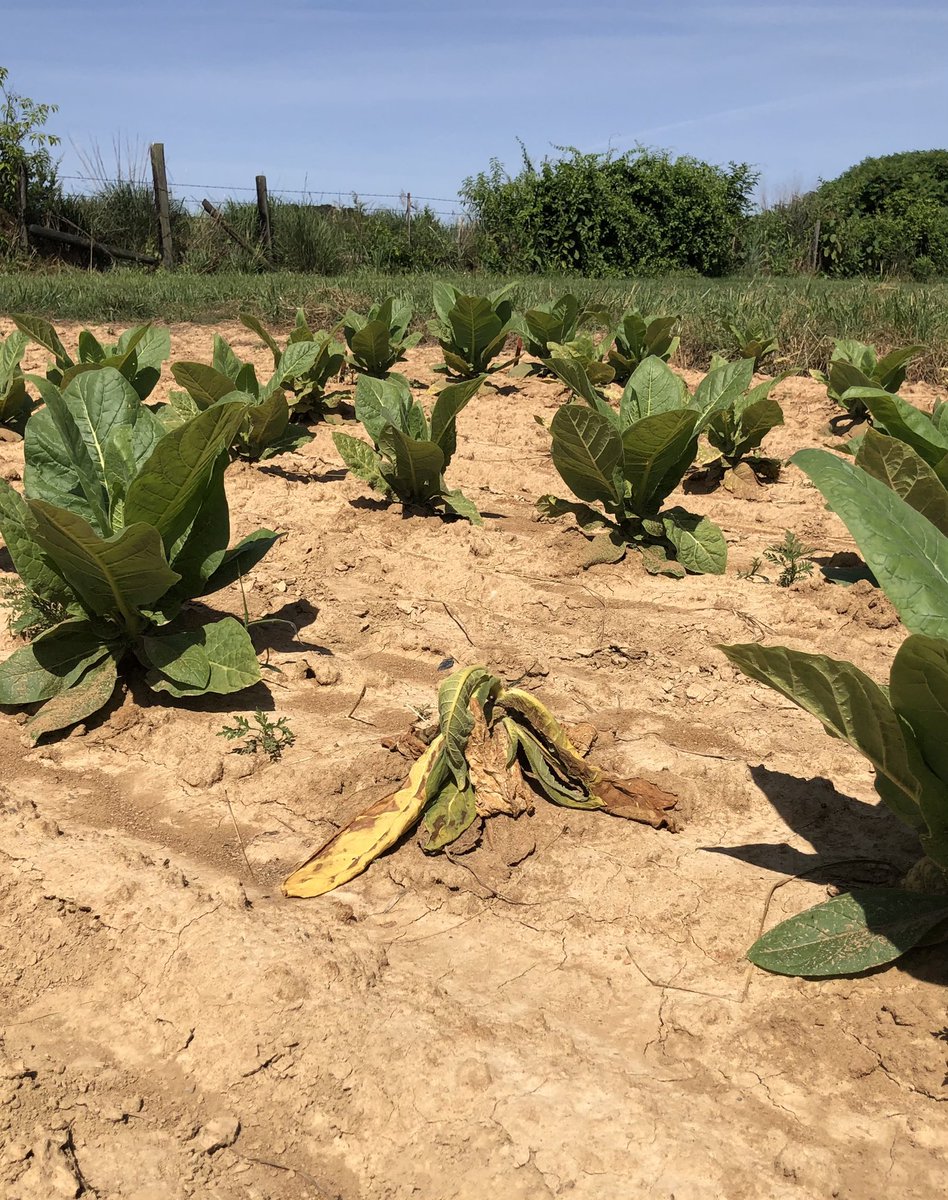Tobacco black shank, caused by Phytophthora nicotianae