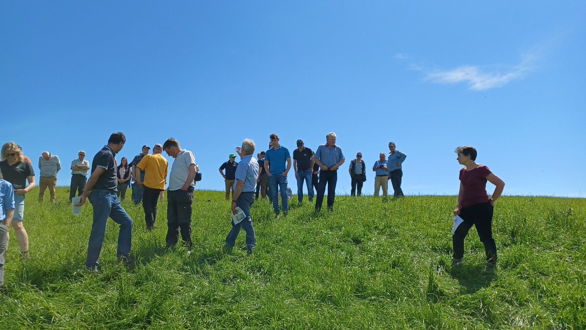EllaAnu's tweet photo. Open Day at Yeomans farm in Adfa, Wales. I &amp; @JStorberg talked about the grassland management of discussion groups high yield farmers in Finland and possibilities of timothy. John Yeomans had tried some timothy leys in the sheep pasture on the hills. @ProAgria #bestpractices https://t.co/4RQhbkoYYD