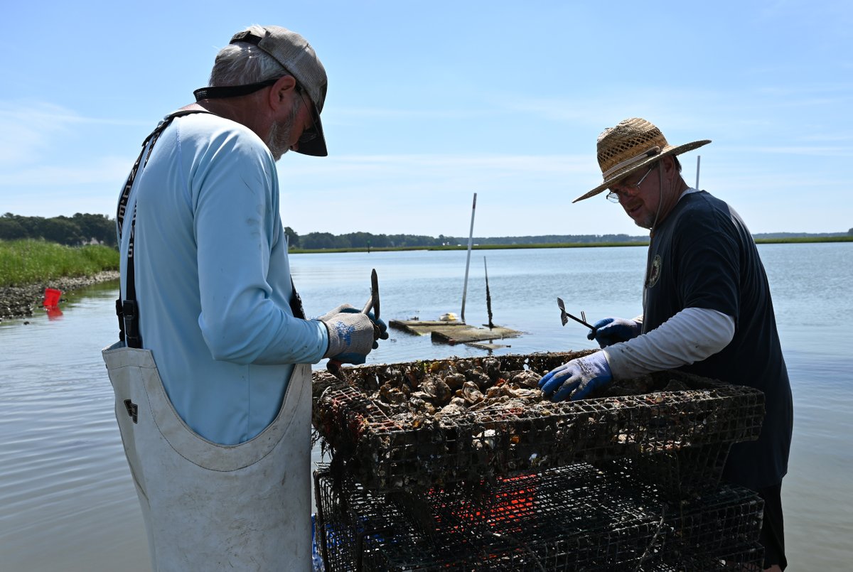 We had a fun and delicious morning out on the river with <a href="/LynnhavenOyster/">PleasureHouseOysters</a>! What a great start to a series of #seafood industry visits for #VirginiaSeafood AREC students and researchers.

More from our visit: bit.ly/3OAV6X7