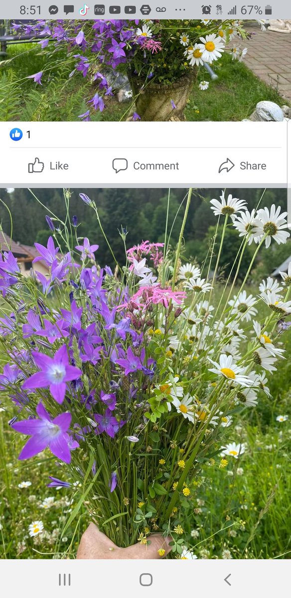 Iva L (@ivanal02964587) on Twitter photo 