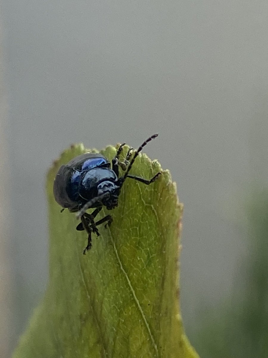 jady_woo's tweet photo. Found a beetle friend https://t.co/24rmsND9Px