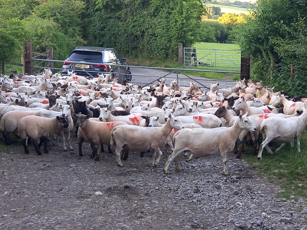 LynwenWilliams3's tweet photo. And that's a wrap. Shearing finished for 2022 🐏🐏 https://t.co/wWumoxqBV3