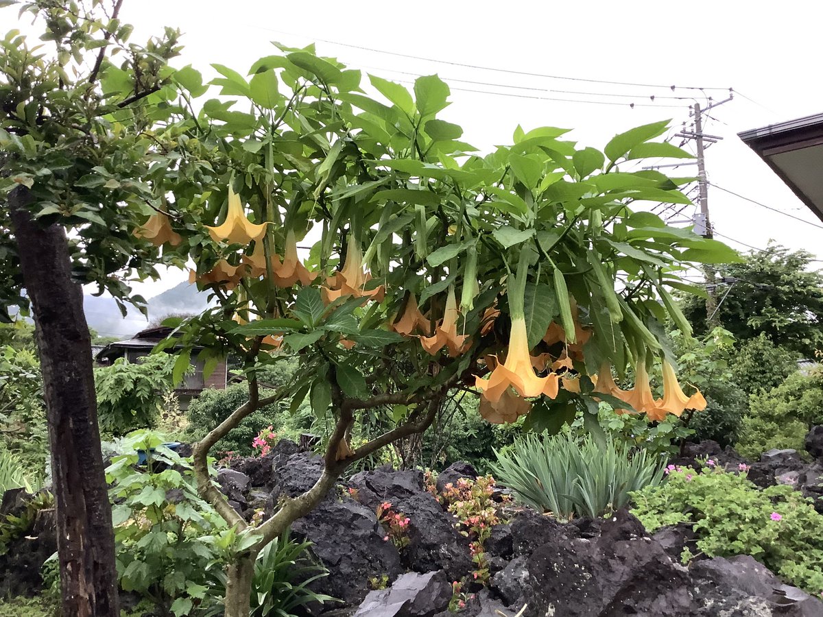 satoyamabanzai's tweet photo. おはようございますo(^-^)o

🌴伊豆高原、現在の気温２３℃、☂️、湿度１００%😵‍💫

傘さして、海岸までウォーキング行ってきました♪

釣りは休みなので、雨が上がったら庭の岩割りします💦

Have a  nice day🐬✨

＃mastermaind🇺🇸

#shepherd🇯🇵 https://t.co/tHaB6uCULT