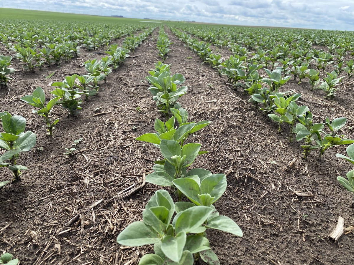 Our new Fava Bean variety “Allison” has us very excited so far 😍
