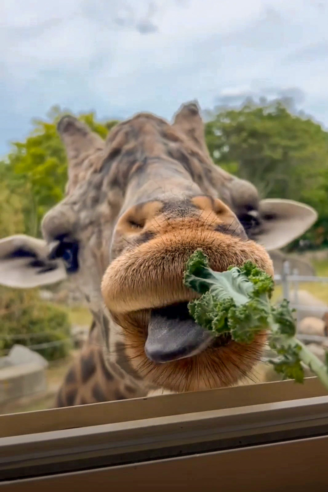 Standtallforgiraffe Twitter Search Twitter