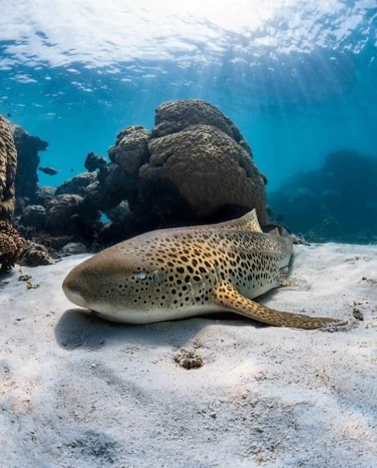 ODCanarias's tweet photo. Y esto es todo por hoy, #BuenasNoches, mañana más y mejor. Buen azul.

Y recuerden ensalitrado se vive mejor.

#buceo #dive #diving #mediomarino #vidamarina #oceandivecanarias

📷 de Brooke Pyke https://t.co/AT6hzryg32