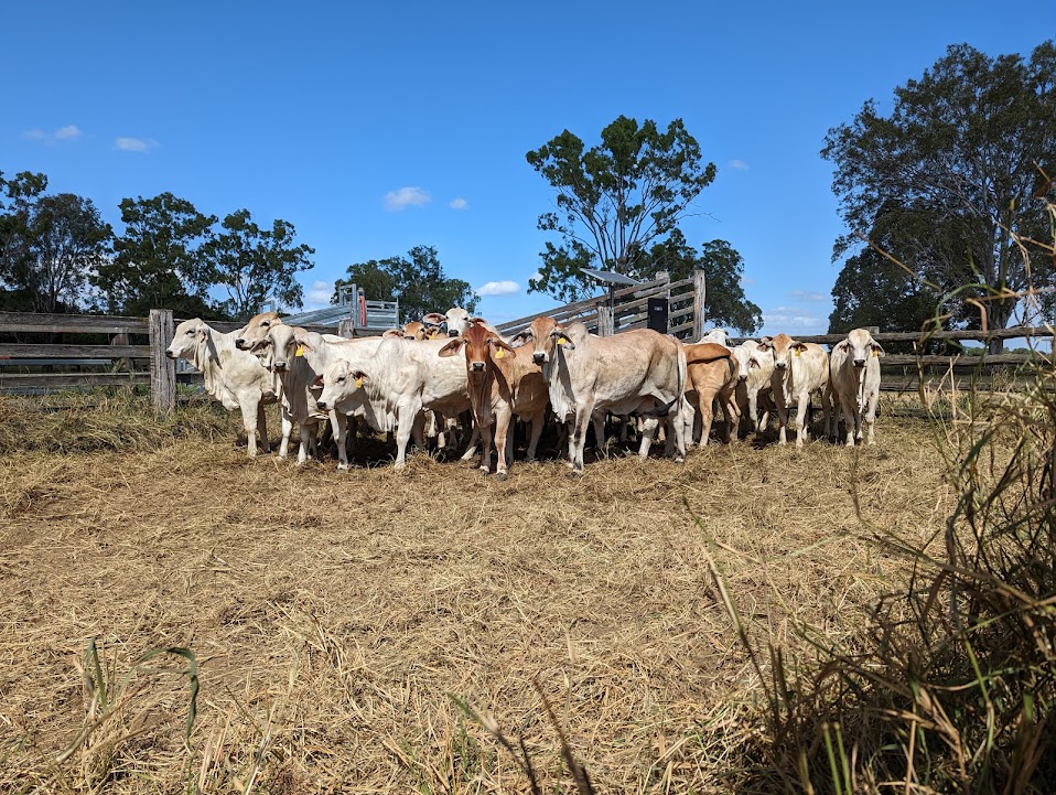 Thomas Williams tweet media