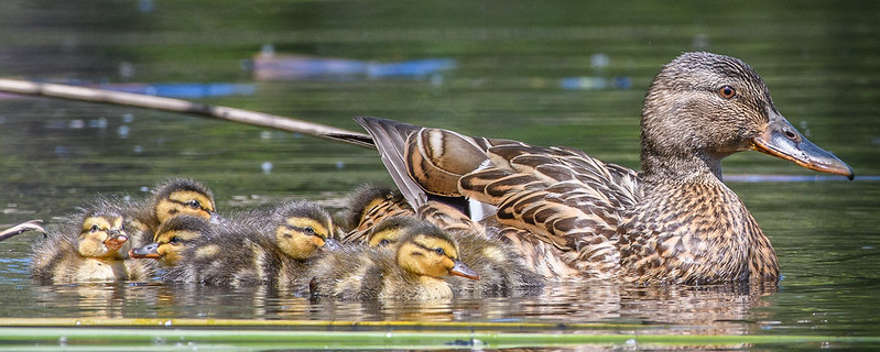 PacificBirds's tweet photo. #Waterfowl numbers have increased by 56% in the past 50 years-thanks to a concerted effort by conservation groups, hunters, managers and others interested in #bringingbirdsback. Let's do the same for other groups of birds!
📷 Mallards / Becky Matsubara © Creative Commons https://t.co/gNqMVLJSro