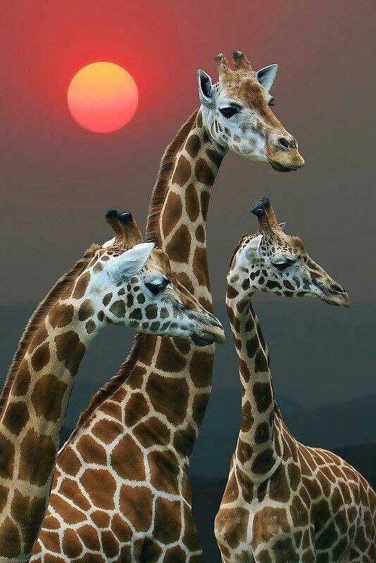 #giraffes #WorldGiraffeDay #worldgiraffeday2022