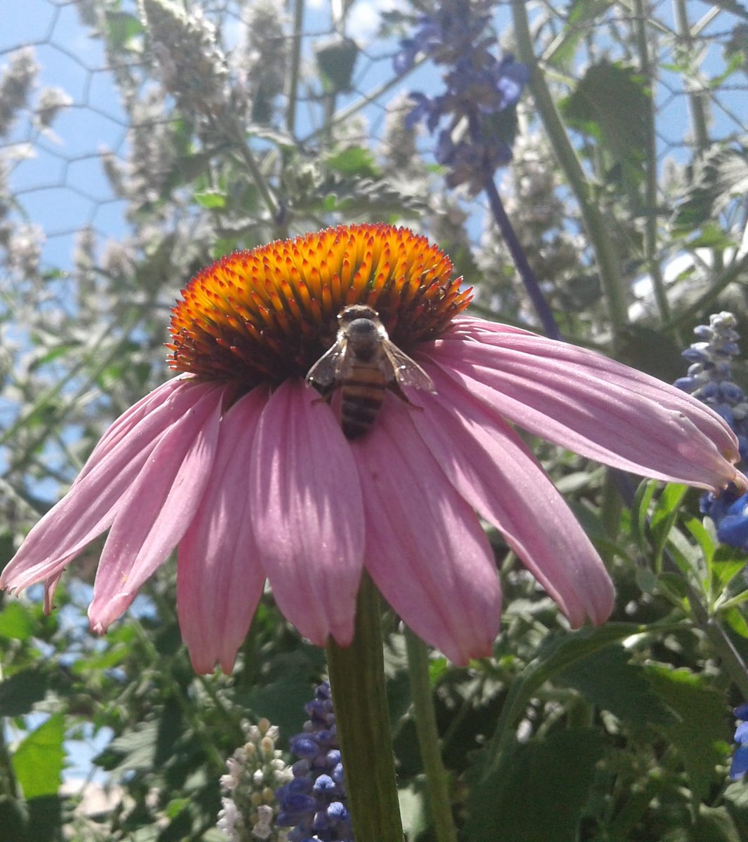 Echinacea 🌸🐝