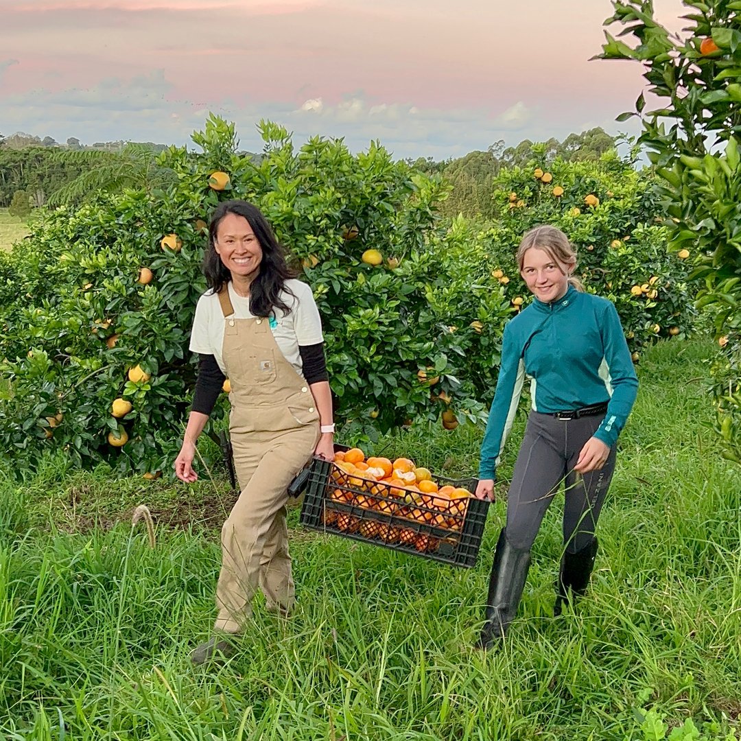 intfooddesign's tweet photo. It’s citrus season and our sweet juicy mandarins are bursting off the trees 🍊 we use regenerative practices on our farm rotating our chooks and cattle through the orchards as well as using specific covercrops for weed management.

DM for sales enquiries with lemons, limes, g https://t.co/7ddxbjPuNd
