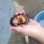 小川 貴夫のツイート画像