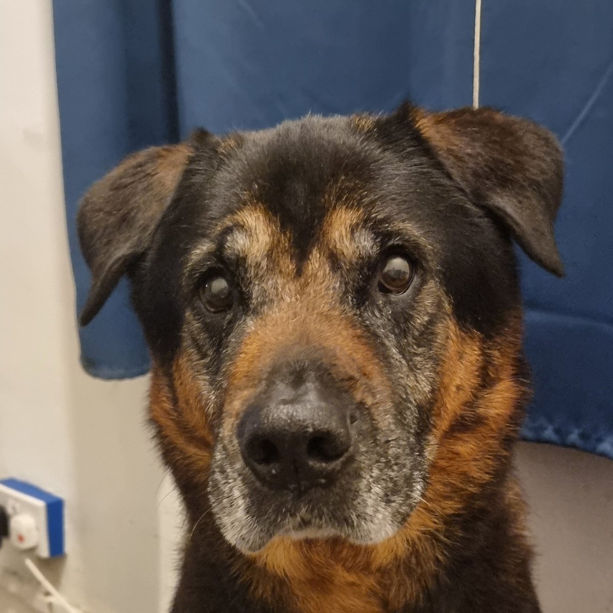 Chris O'Neill tweet media