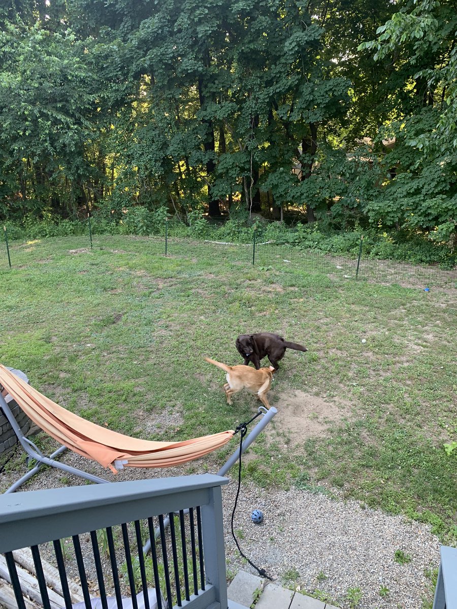 When Officer Rusty comes to play with Lucy!! <a href="/mattvatch/">mattvatch</a>