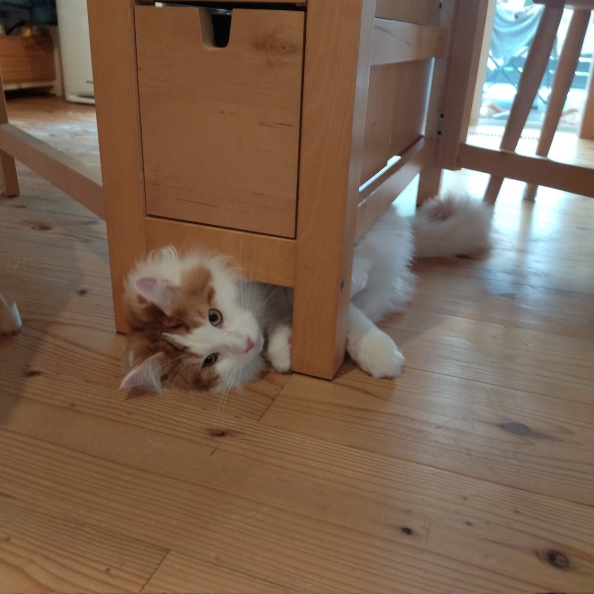 mainecoon_sette's tweet photo. 狭いところから おはようございます😺part2
#メインクーン #メインクーン男の子 #長毛猫 #猫 #猫のいる暮らし #おはようございます #狭い #なぜそこ #そこから出てきたし #maincoon #maincoonlovers #maincoonboy #cat #todayscat #goodmorning #narrowspace #funnycat #gap https://t.co/oOOyuhVckQ