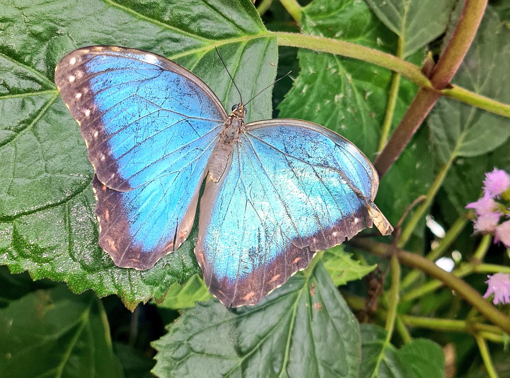 BiancaMehz's tweet photo. Butterfly Farm today! https://t.co/yh68DYruOc