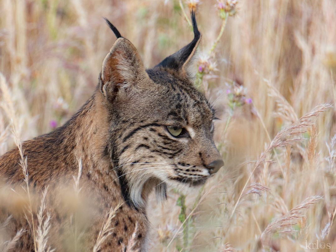 Se llama Sonajero, línce ibérico que vive en el Parque Natural  de Cornalvo por Carlos Molina Alén.