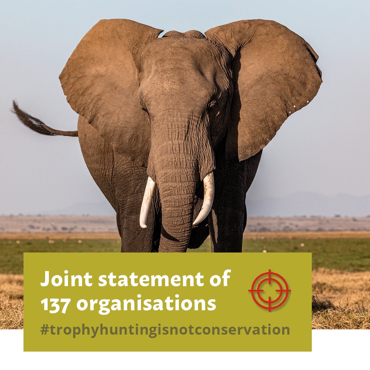 emsfoundationsa's tweet image. The EMS Foundation joins 136 organisation to express opposition to trophy hunting the associated trade in trophies emsfoundation.org.za/joint-position… @prowildlife @HSIGlobal @BornFreeFDN @Act4AnimalsEU #trophyhuntingisnotconservation