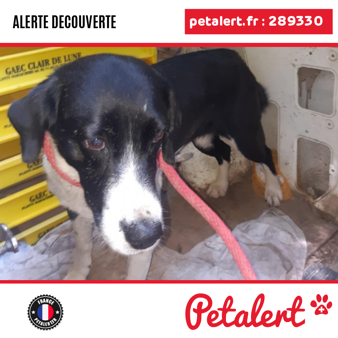 petalert_france's tweet photo. Trouvé #Chien #LoireAtlantique #Plesse #Petalert #PetAlert44 / https://t.co/cT2e94FoyE https://t.co/IsnPfQEFos