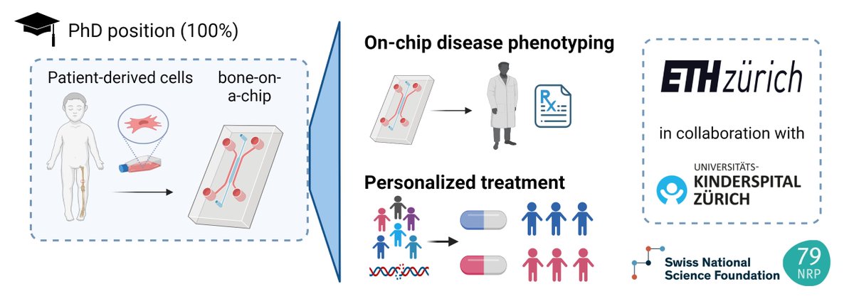 We are looking for a PhD student (100% funded by <a href="/nrp_79/">National Research Programme NRP 79</a> <a href="/snsf_ch/">Swiss National Science Foundation</a>) to explore single-cell biology in human organoid models of rare bone disease with me and Ralph Müller <a href="/eth_bone/">Ralph Müller</a> and collaborators <a href="/KispiZuerich/">Kinderspital Zürich</a> <a href="/ETH_en/">ETH Zurich</a>. Apply here: shorturl.at/diqyZ   #3R #organoids #omics