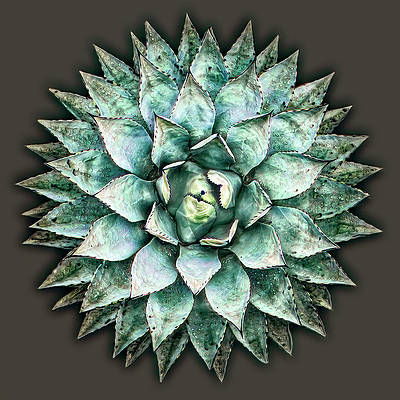 AVAILABLE HERE - deborah-league.pixels.com/featured/agave…

#buyintoart #succulents #plants #wallartprints #homedecor #squareart #contemporary #desertart #desertplant #agaveplant #agavelove #cactusart