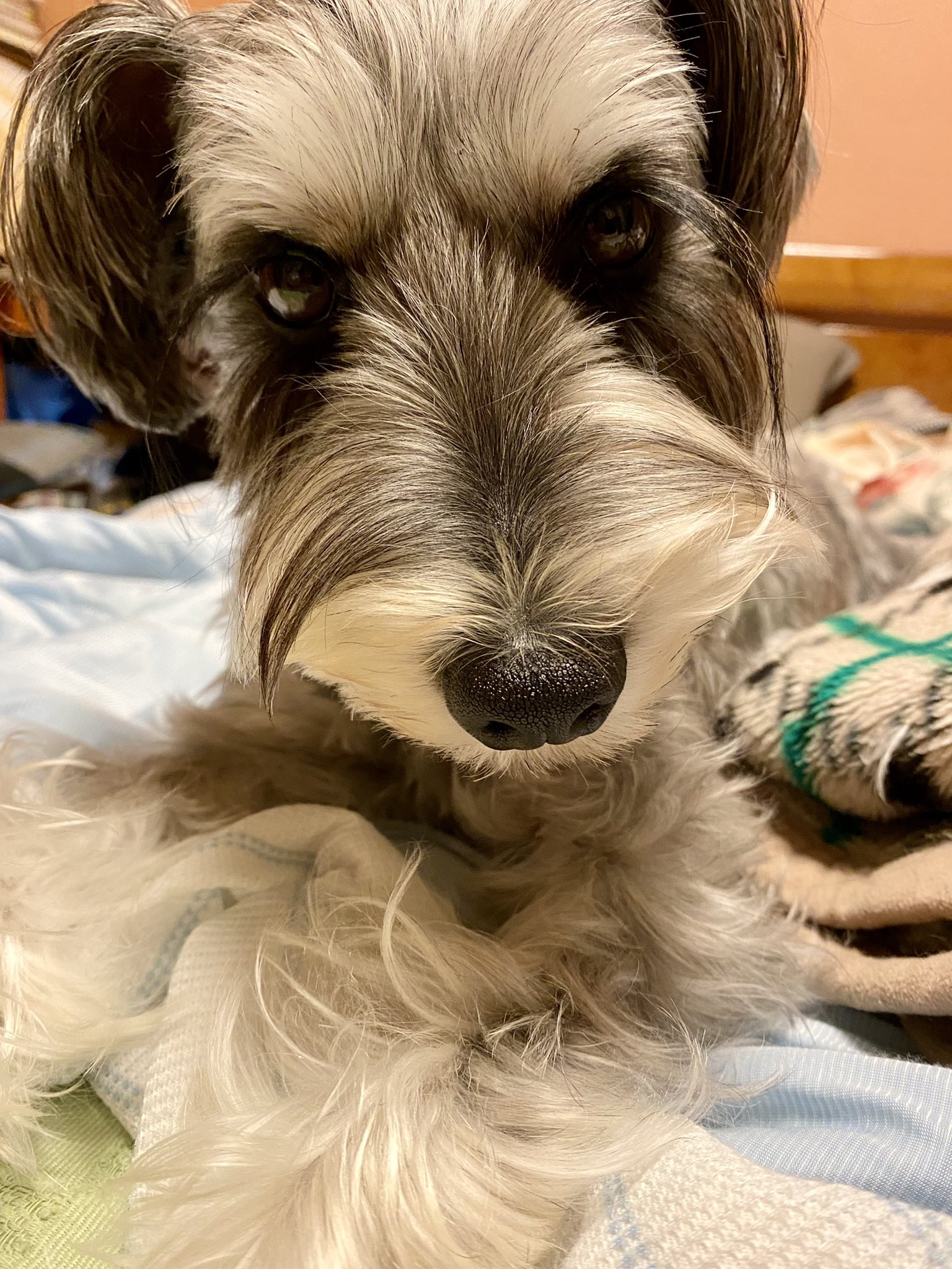 Mシュナのチャキ うおぉ 可愛いぃい ミニチュアシュナウザー 犬のいる暮らし T Co Gwv656kpr5 Twitter Mシュナのチャキ うおぉ 可愛いぃい ミニチュアシュナウザー 犬のいる暮らし T Co Gwv656kpr5 Twitter